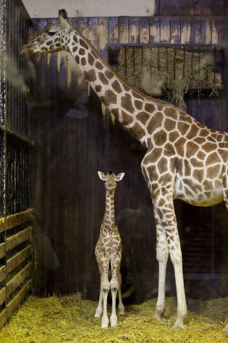April the Giraffe and Baby News and Facts