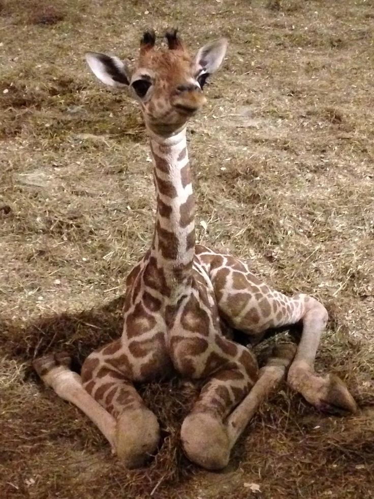 Baby Giraffe News and Facts