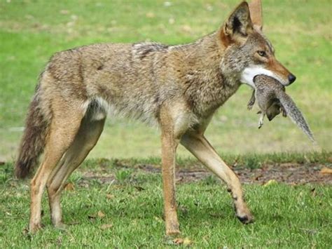 Coyote with Meal