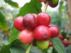 Coffee Cherries Coffee History