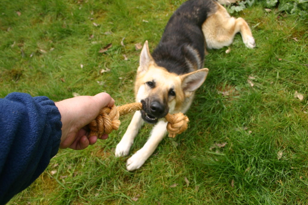 Tug a War and 7 Healthy Way to Praise Your Dog