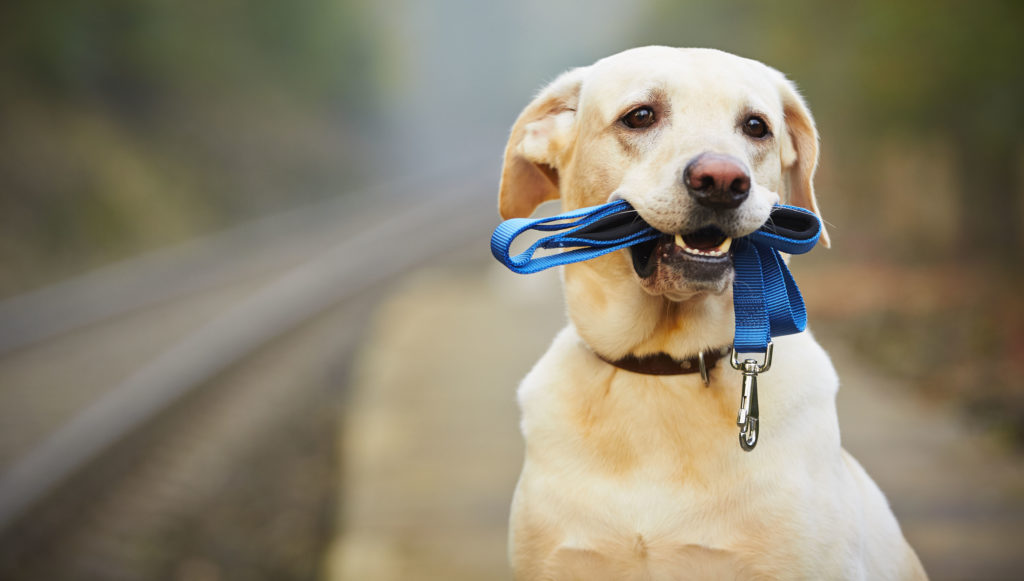 Extra Walk and 7 Healthy Way to Praise Your Dog