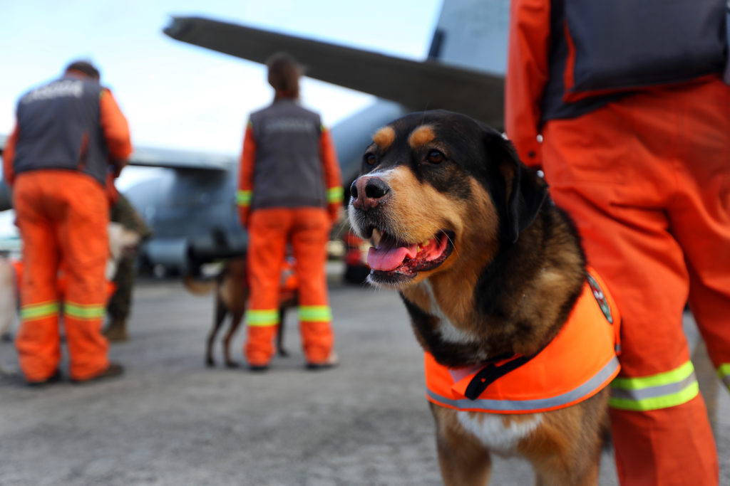 Disaster Assistance Volunteer Organizations - Search and Rescue Dogs
