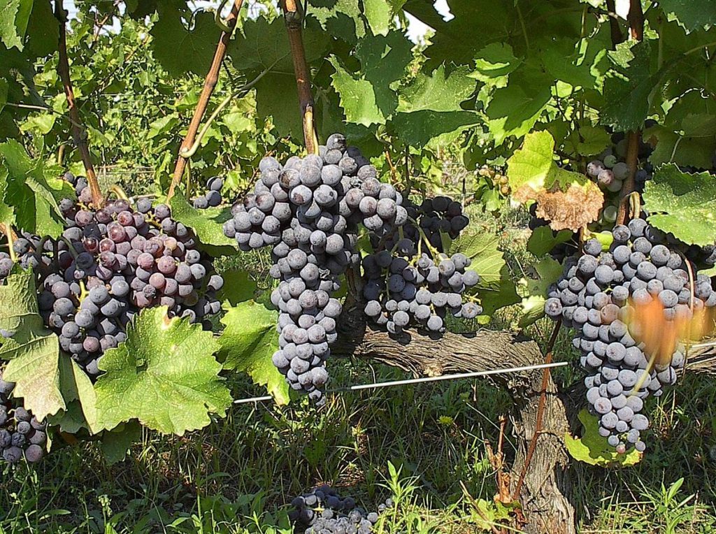 Xinomavro Grapes From Central Greece
